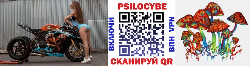 хочу наркоту  Кизилюрт  Галлюциногенные грибы Psilocybine cubensis 